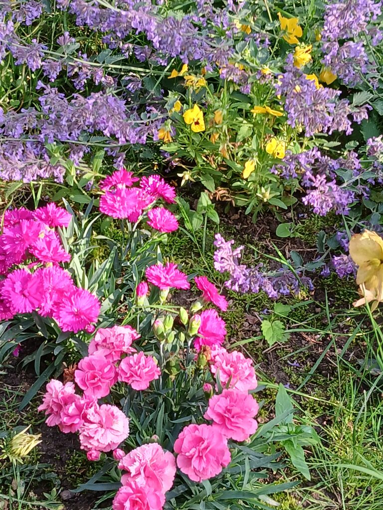 Kwiaty Osiedla Dąbrowskiego